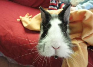 Le vaccinazioni del coniglio 1470 0 Le vaccinazioni del coniglio